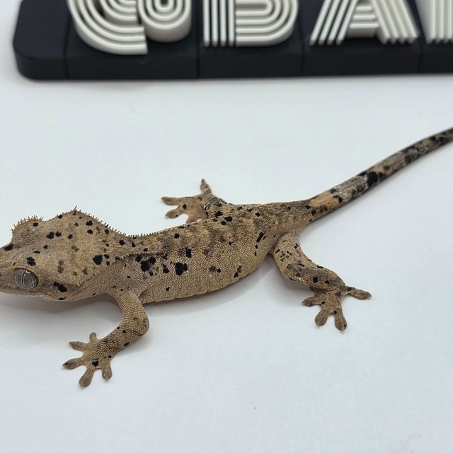 슈퍼달마시안