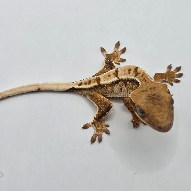 트라이