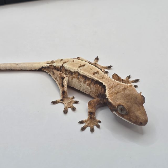 세이블