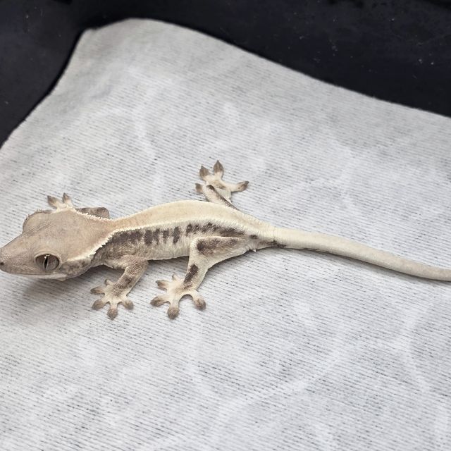 릴리 세이블 솔리드백