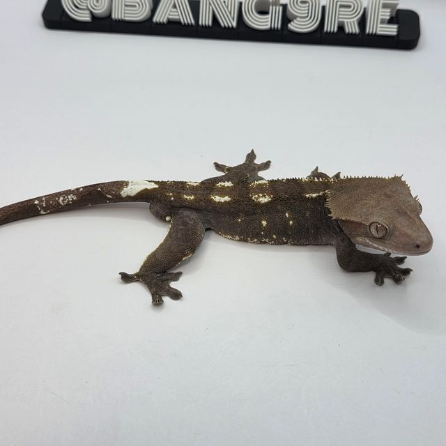 아잔틱