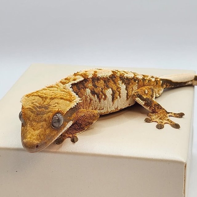 트라이