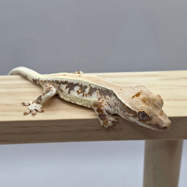 릴리100%헷아잔틱