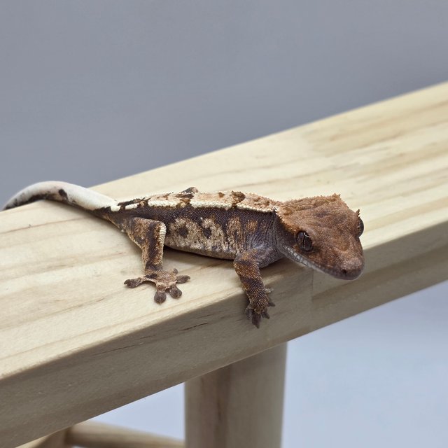 100%헷아잔틱 카푸치노