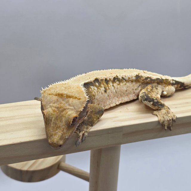 솔리드백 트라이