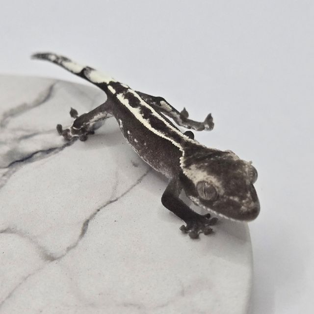 아잔틱