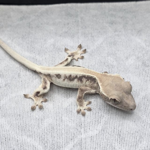 릴리 세이블 솔리드백