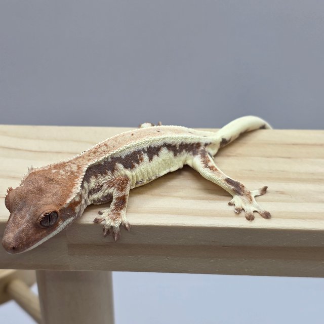 100%헷아잔틱 프라푸치노