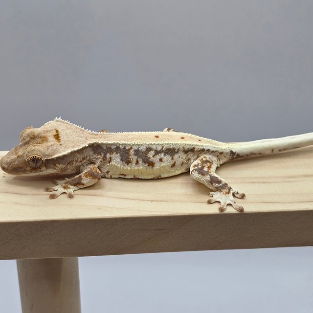 릴리100%헷아잔틱