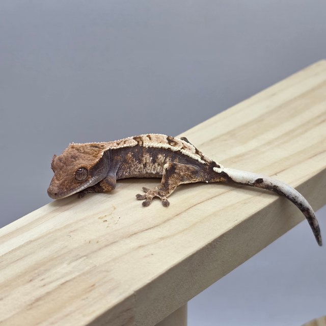 100%헷아잔틱 카푸치노