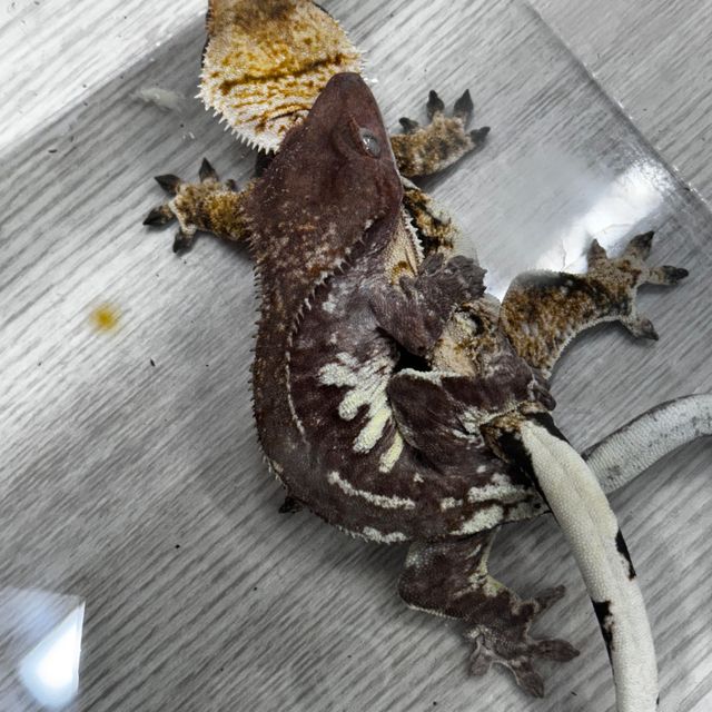 프라푸치노 레드 팬텀