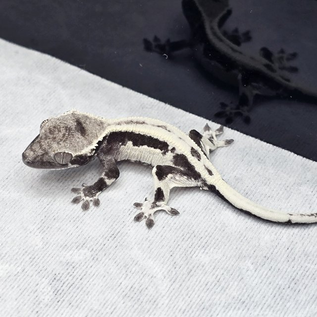 릴리 세이블 릴잔틱 아잔틱 세이블 챠콜