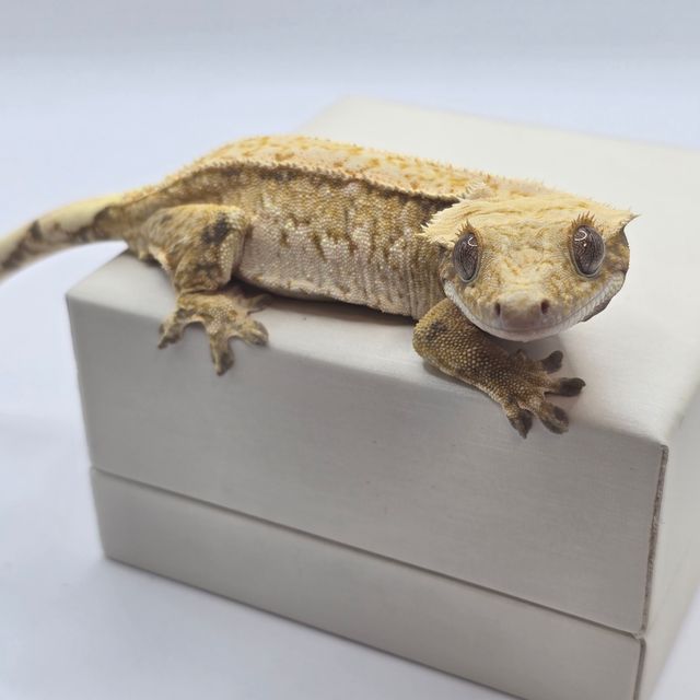 익스트림할리퀸 트라이