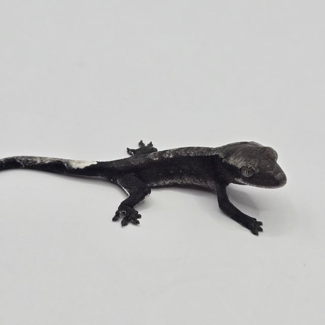 아잔틱
