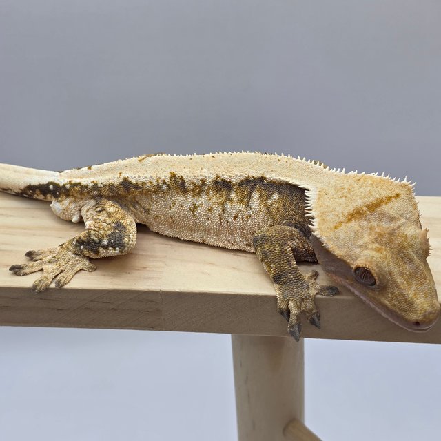 솔리드백 트라이