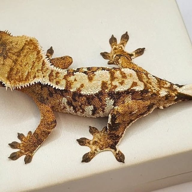 트라이
