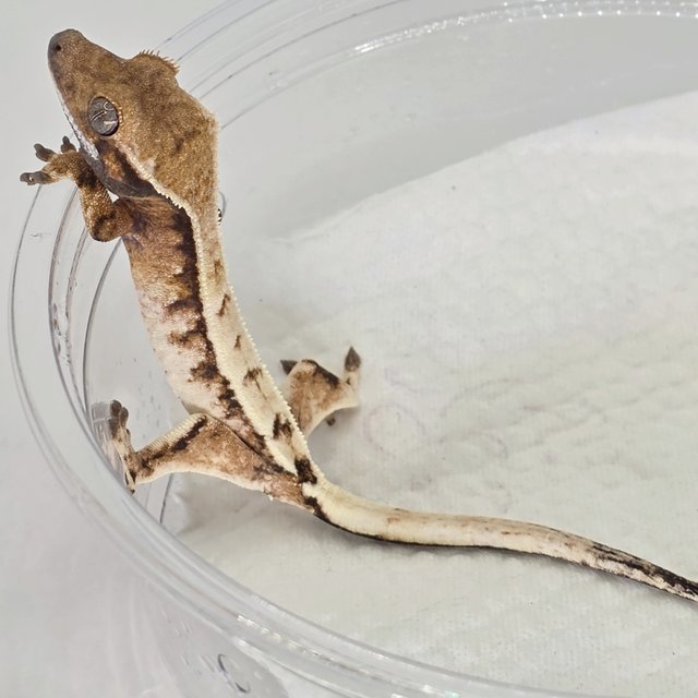 세이블 트라이 텐저린