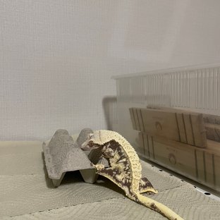 노멀 드리피 화이트스팟 화이트