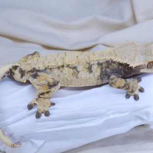 노멀 드리피 화이트스팟 화이트