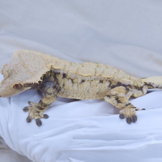 노멀 드리피 화이트스팟 화이트