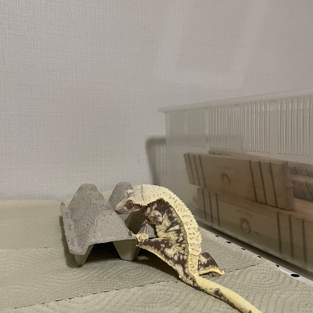 노멀 드리피 화이트스팟 화이트