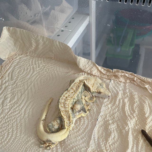 노멀 드리피 화이트스팟 화이트