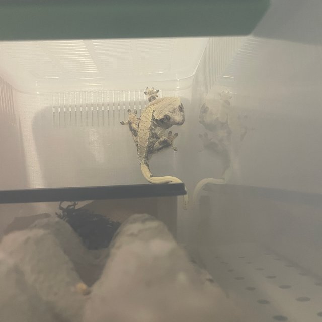 노멀 드리피 화이트스팟 화이트