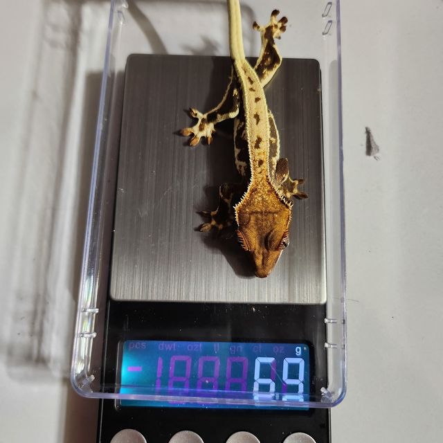 프라푸치노