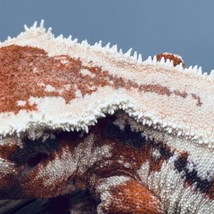 릴리 세이블 아잔틱 100%헷아잔틱