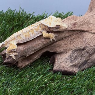 노멀 트라이 드리피 화이트스팟 화이트크라운 텐저린