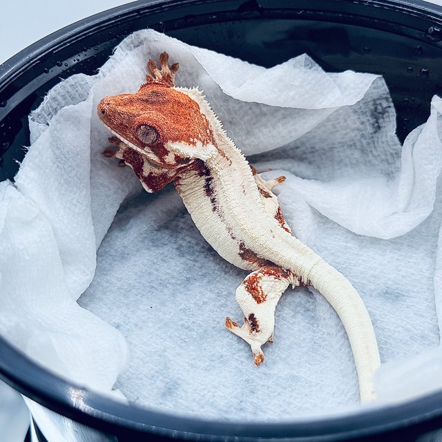 릴리 세이블 아잔틱 100%헷아잔틱