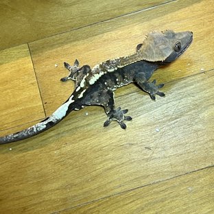 카푸치노