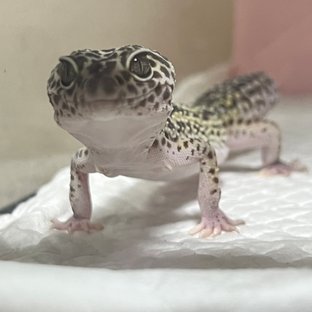 스노우
