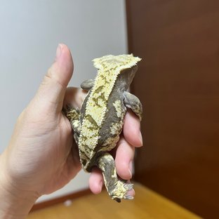 트라이