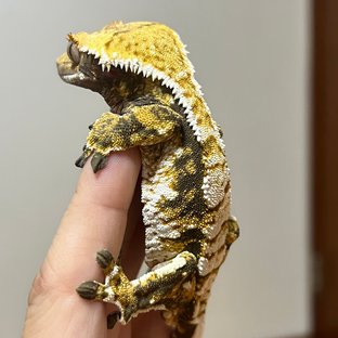트라이