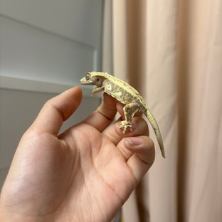 릴리화이트 레드