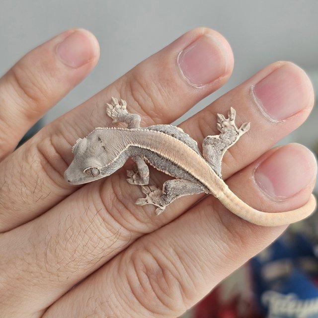 릴리화이트 솔리드백