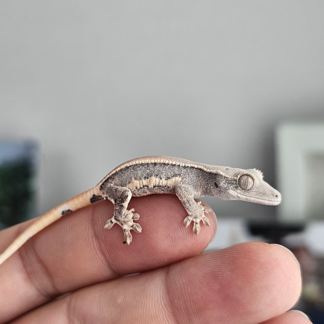 릴리화이트 솔리드백