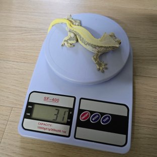 릴리화이트 솔리드백