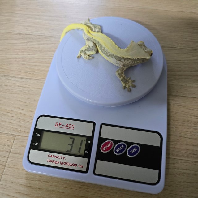 릴리화이트 솔리드백