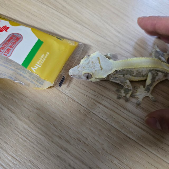 릴리화이트 솔리드백