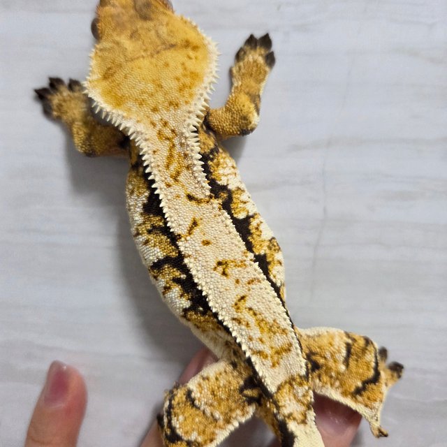 트라이 익스트림할리퀸