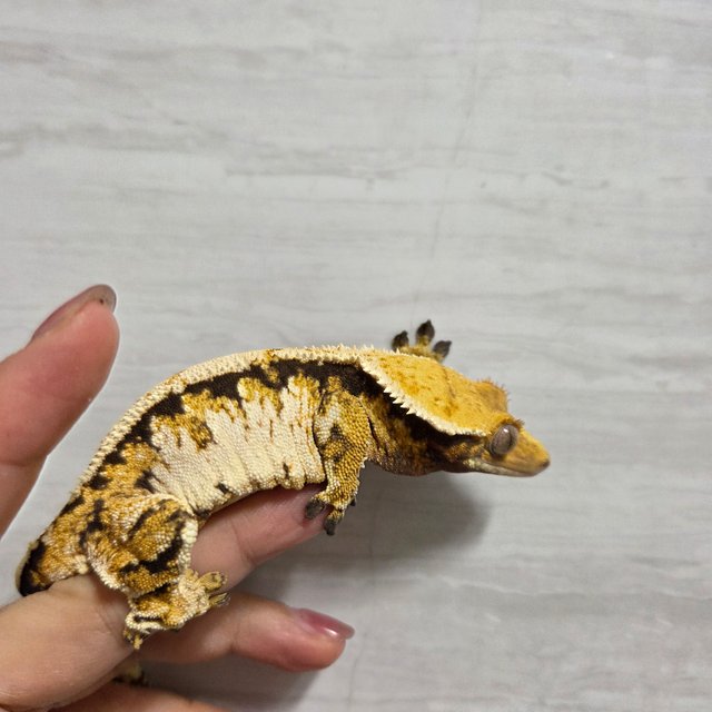 트라이 익스트림할리퀸