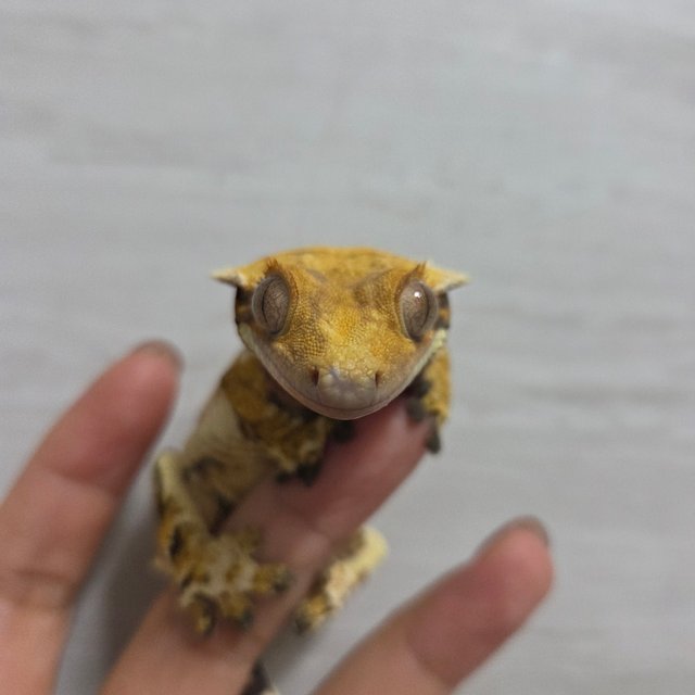 트라이 익스트림할리퀸