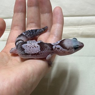 오레오 헷 패턴리스 헷 고스트