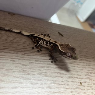 세이블