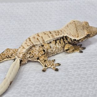 트라이 드리피 화이트스팟