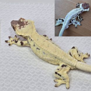 프라푸치노