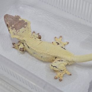 프라푸치노