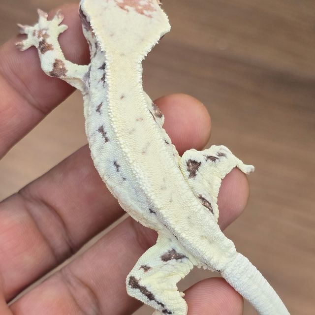 프라푸치노